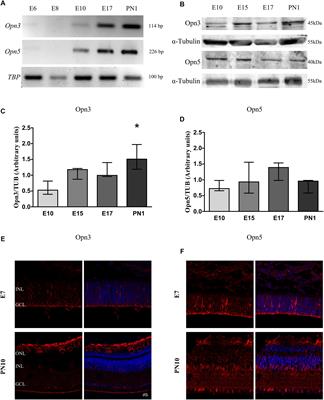 Expression of Non-visual Opsins Opn3 and Opn5 in the Developing Inner Retinal Cells of Birds. Light-Responses in Müller Glial Cells